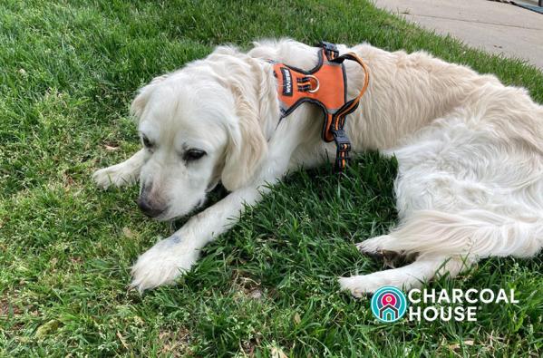 An Answer to Prayers: Very Sick Dog Rescued by Charcoal!