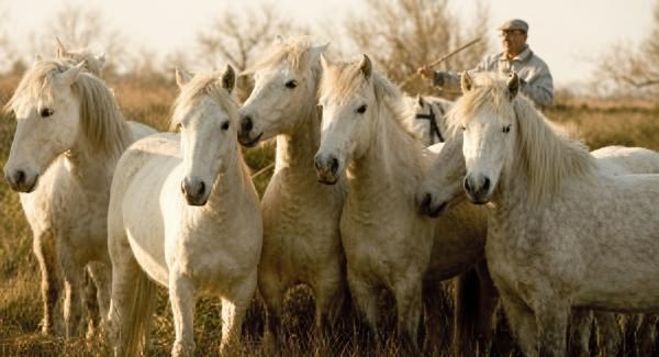 Activated Charcoal in the Treatment of Farcy (Glanders) in Horses