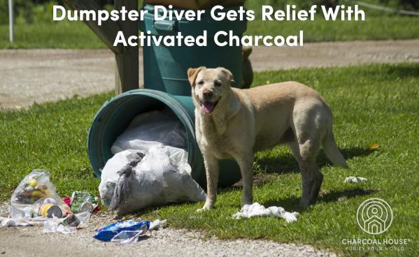 Activated Charcoal Saved Our Dog, Tommy from Kidney & Liver Failure