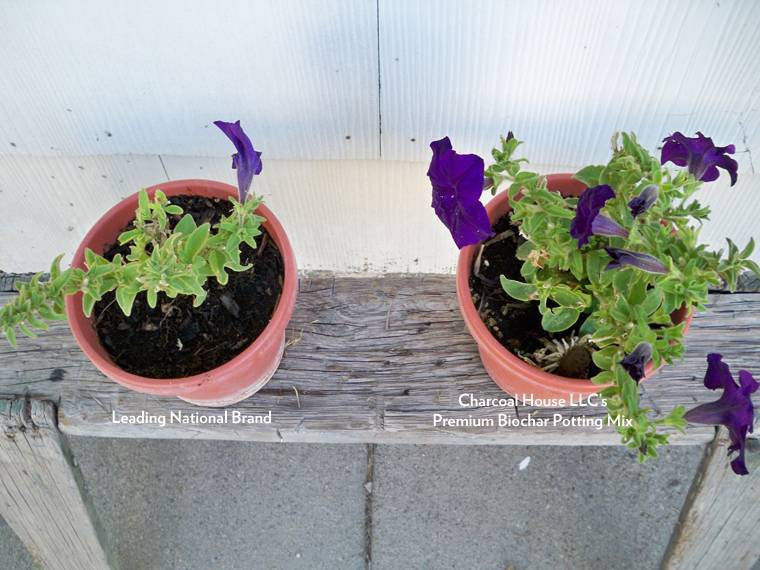 Charcoal Green Biochar potting mix compared to leading national brand - Petunia